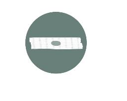 Beating Cardiomyocyte
