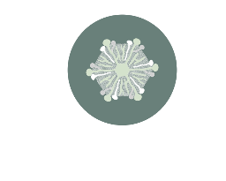 Liver Organoid